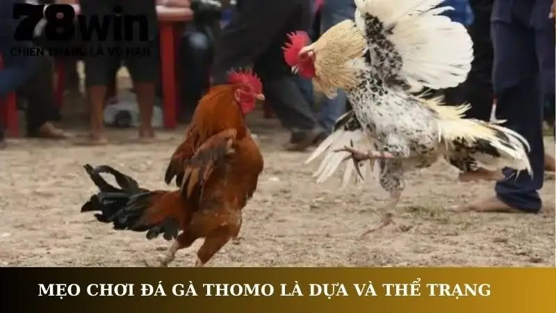 Mẹo chơi đá gà Thomo là dựa và thể trạng