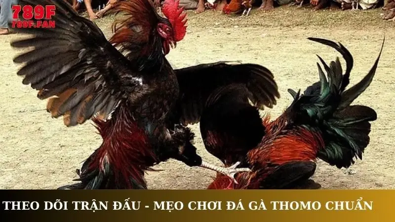 Theo dõi trận đấu - Mẹo chơi đá gà Thomo chuẩn